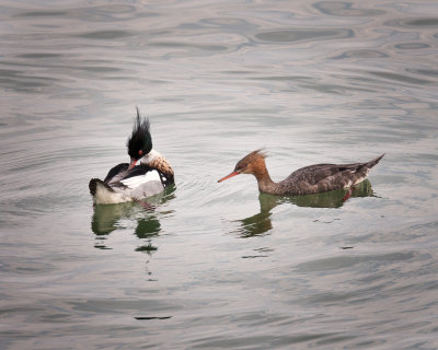 Red Breasted Mergansers - Male/Female
