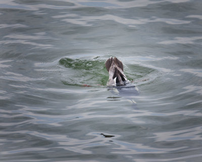 Red Breasted Merganser