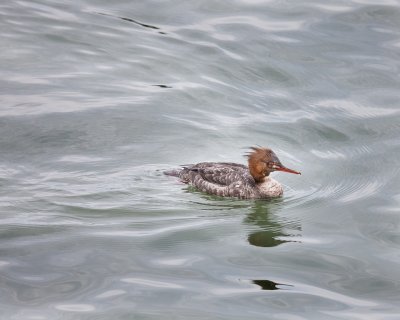 Red Breasted Merganser-Female