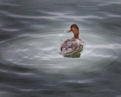 Red Breasted Merganser - Female