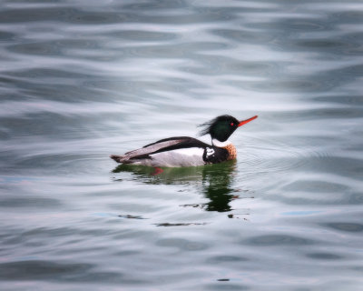 Red Breasted Merganser - Male