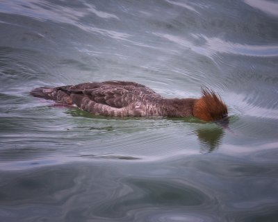 Red Breasted Merganser - Female