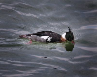 Red Breasted Merganser - Male