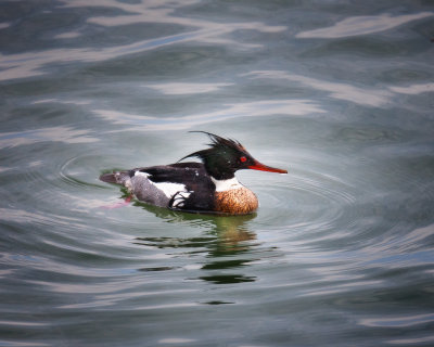 Red Breasted Merganser - Male