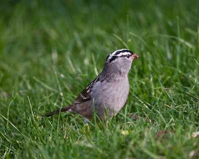 White - Crowned Sparrow