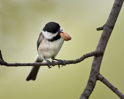 Black Capped Chickadee