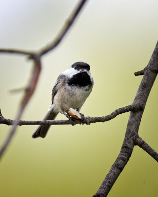 Black Capped Chickadee with empty peanut shell