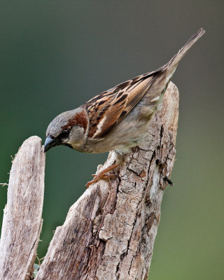 House Sparrow-Male