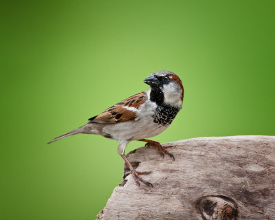 House Sparrow-Male