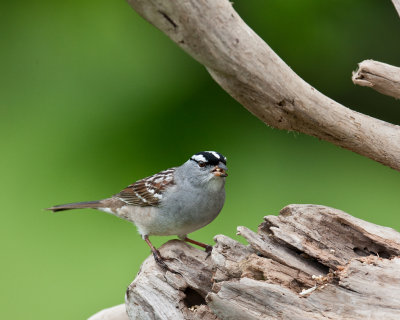White _ Crowned Sparrow