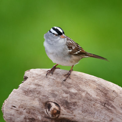 White - Crowned  Sparrow