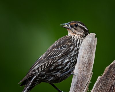 Red Winged Blackbird- Female