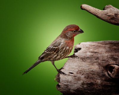 House Finch-Male