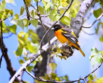 Baltimore Oriole