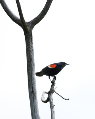 Red Winged Blackbird