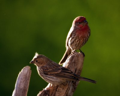 House Finch-Male and Female