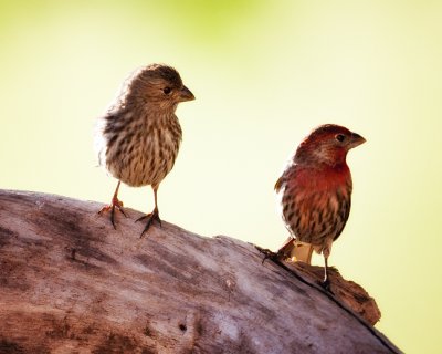 House Finch