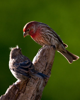 House Finch-Male&Female