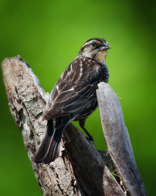 Red Winged Blackbird-Female