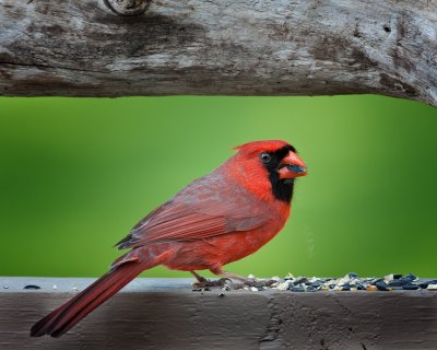 Cardinal-Male
