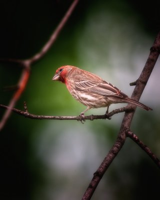 House Finch-Male