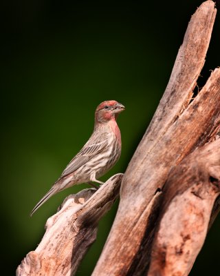 House Finch-Male