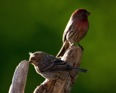 House Finch-Male & Female