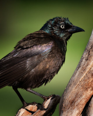 Grackle