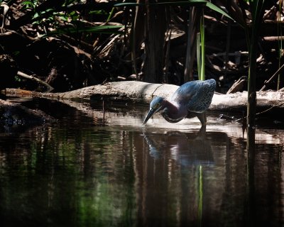 Green Heron 3