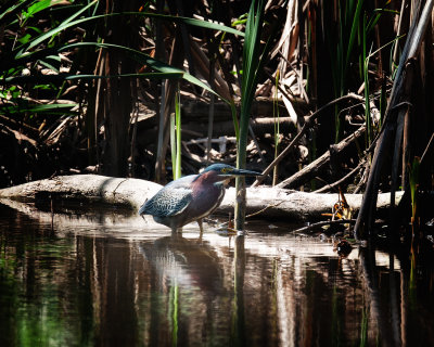 Green Heron 5