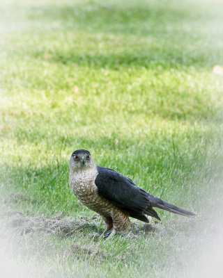 Coopers Hawk