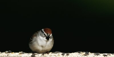 Chipping  Sparrow
