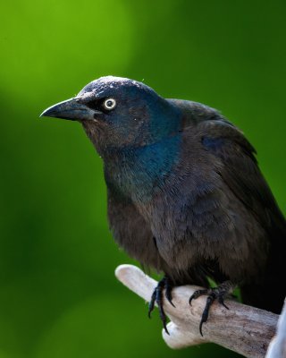 Grackle