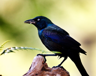 Grackle