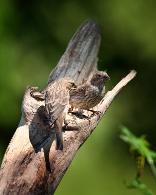 House Finch-Female