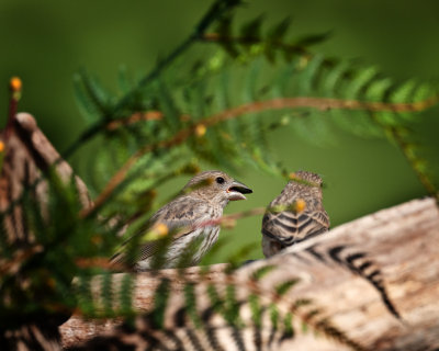 House Finch-Female