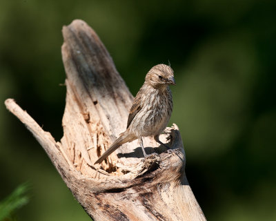 House Finch-Female