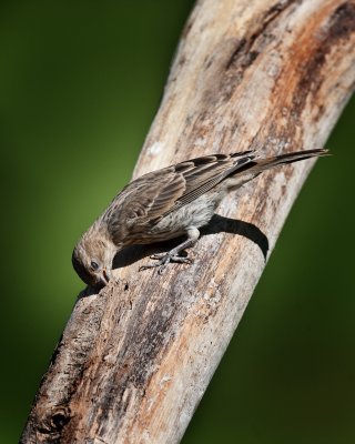 House Finch-Female