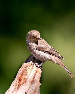 House Finch-Female