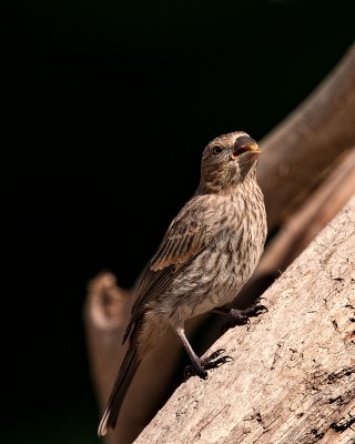 House finch-Female