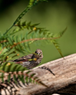 House Finch-Female