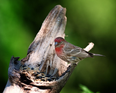 House Finch-Male