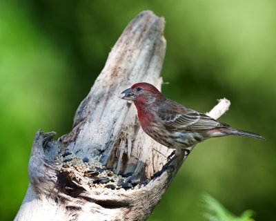 House Finch-Male