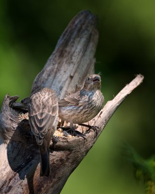 House Finch-Female