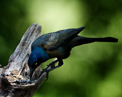 Grackle