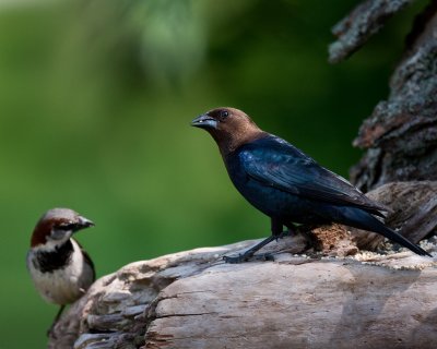 House Sparrow and Brown-Headed Cowbird