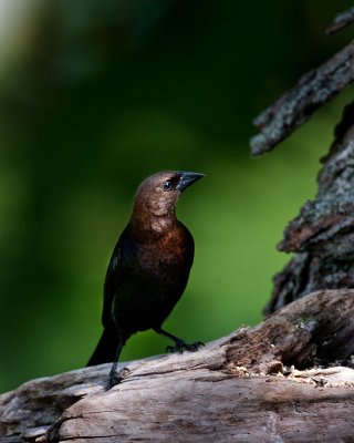 Brown-Headed Cowbird