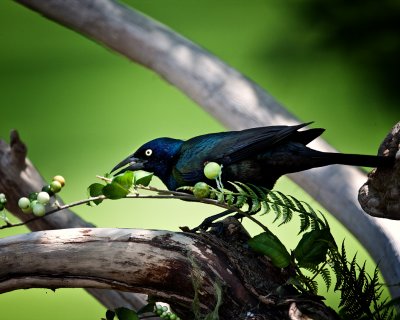 Grackle