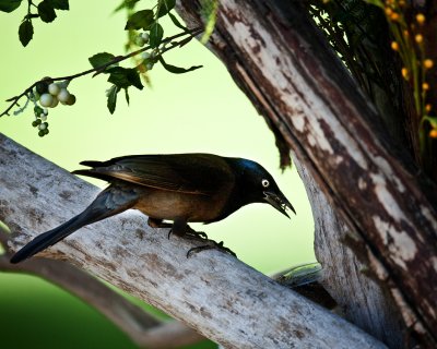 Grackle