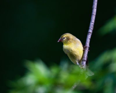 American Goldfinch-Female